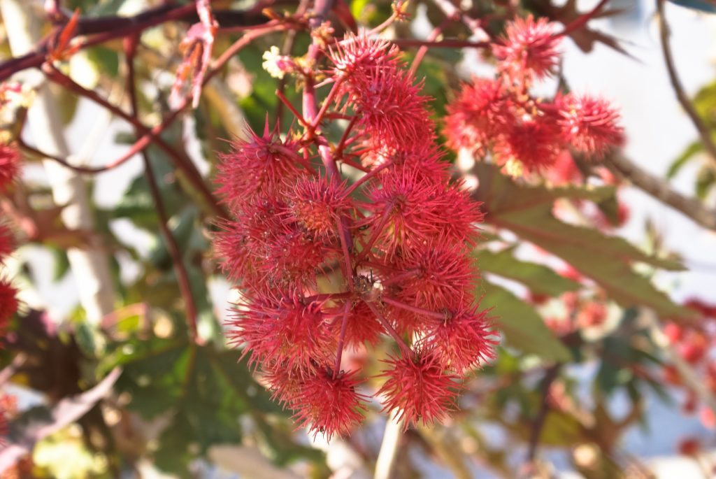 Karpathos bloemen flowers lente