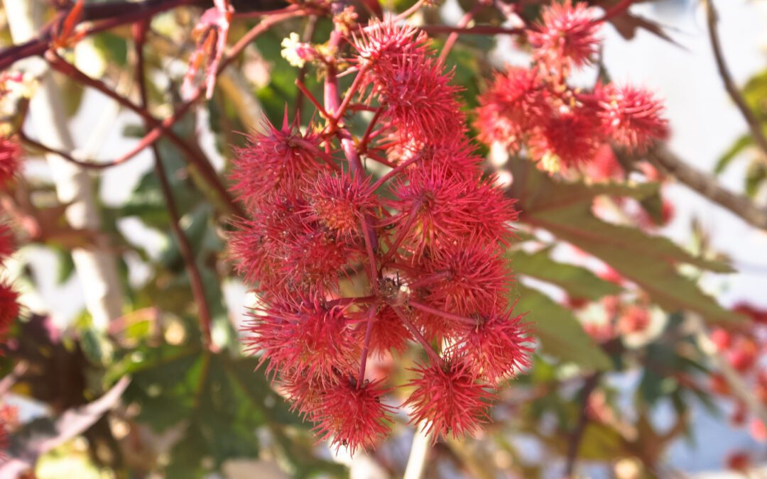 Een huis kopen in het buitenland: zo deden wij dat!