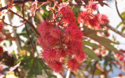 Een huis kopen in het buitenland: zo deden wij dat!