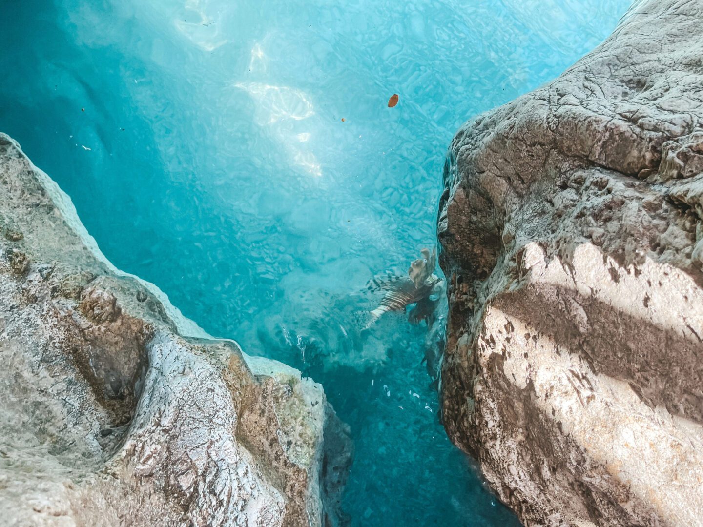 Lionfish Indishce koraalduivel tijdens snorkelen op Karpathos scaled
