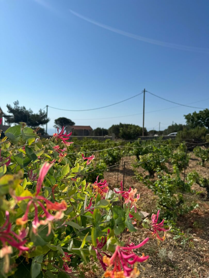 Mozaiek workshop op Karpathos Art and Walk