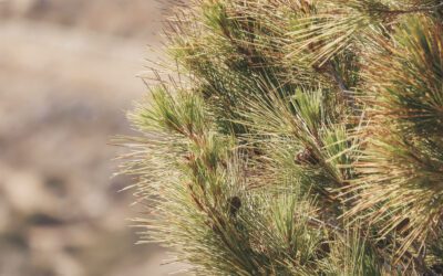 Wandelen op Karpathos: tips, mooiste plekken en praktische info